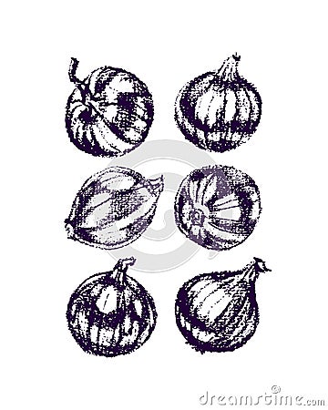 Onion bulbs illustration Vector Illustration