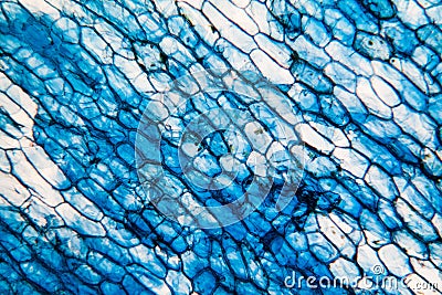 Onion cells at the microscope Stock Photo