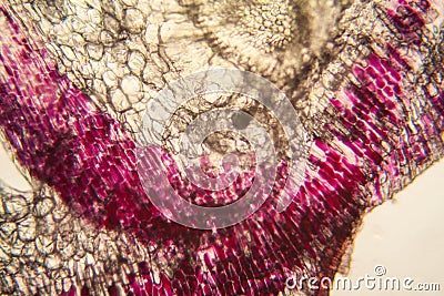 Onion cells at the microscope Stock Photo