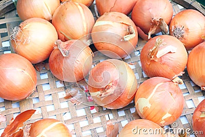 Onion Stock Photo