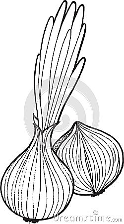 Onion coloring page hand drawn illustration Vector Illustration