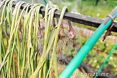 The onion dries outdoors Stock Photo