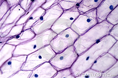 Onion epidermis with large cells under light microscope Stock Photo