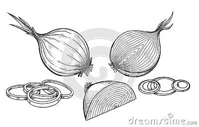 Onion etched drawing Vector Illustration