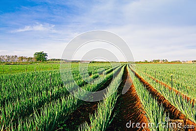 Onion farm Stock Photo