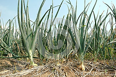 Onion field Stock Photo
