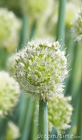 Onion flower Stock Photo