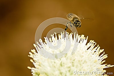 Onion flower Stock Photo