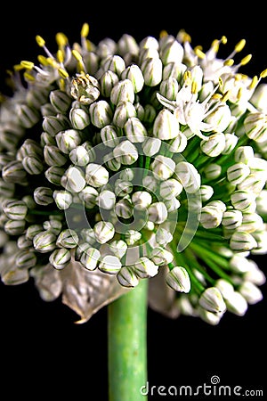 Onion flower with seeds Stock Photo