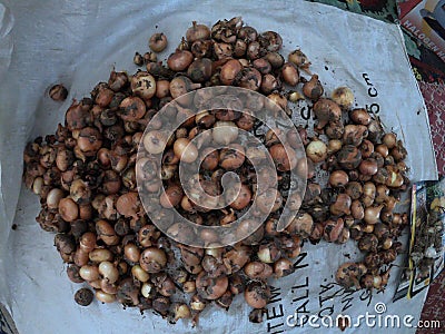 Onion freshly picked from the garden in an organic farm Stock Photo