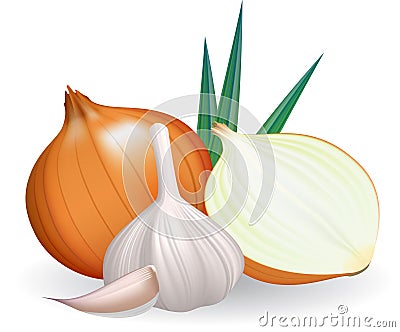 Onion and garlic. Vector Illustration