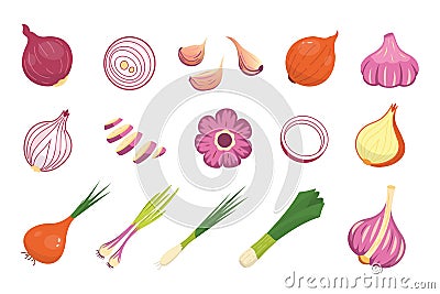 Onion and garlic different vector icons set. Fresh cartoon organic whole and sliced onions vegetable collection. Vector Illustration