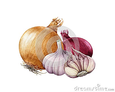 Onion golden and red bulb with garlic watercolor illustration. Realistic vegetable roots hand drawn image. Fresh onion and garlic. Cartoon Illustration