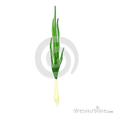 onion green cartoon vector illustration Cartoon Illustration