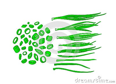 Onion green set. Vector engraving of verdure bunch Vector Illustration