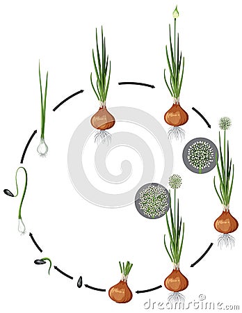 Onion growing circle science Vector Illustration