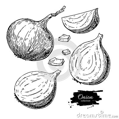 Onion hand drawn vector set. Full, half and cutout slice. Isolated Vegetable engraved style object Vector Illustration