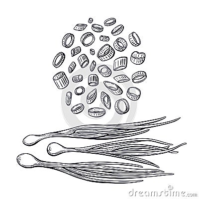 Onion leaves. Vector engraving set, verdure bunch Vector Illustration