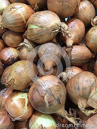 onion Stock Photo