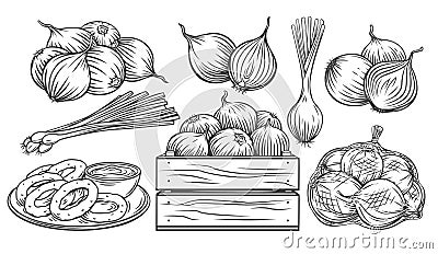 Onion outline drawn monochrome icon Vector Illustration