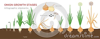 Onion plant growing stages from seeds to ripe onion - two year cycle development of onion - set of botanical detailed Vector Illustration