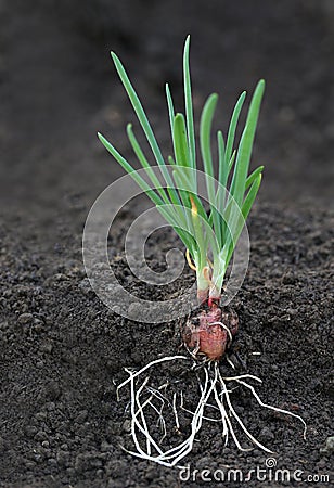 Onion plant with roots Stock Photo