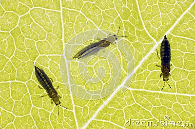 The onion, the potato, the tobacco or the cotton seedling thrips - Thrips tabaci order Thysanoptera Stock Photo