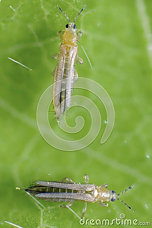 The onion, the potato, the tobacco or the cotton seedling thrips - Thrips tabaci order Thysanoptera Stock Photo