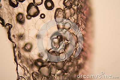 Onion root cells at the microscope Stock Photo