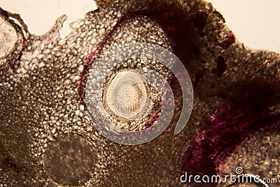 Onion root cells at the microscope Stock Photo