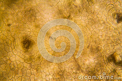 Onion root cells at the microscope Stock Photo