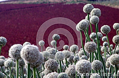 Onion seed field Stock Photo