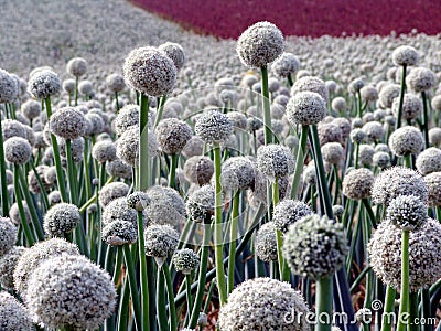 Onion seed field Stock Photo