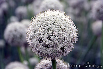 Onion seed flower Stock Photo