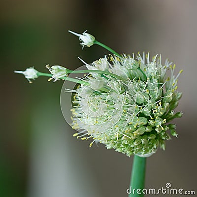 Onion Seed Head Stock Photo