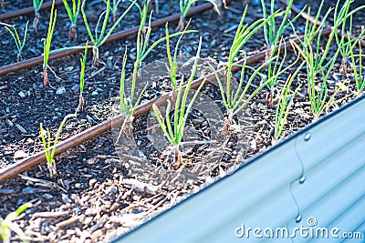 Onion seedlings growing on metal raised bed with drip irrigation system at backyard garden in Dallas, Texas, recyclable corrosion Stock Photo