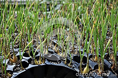 Onion Seedlings Stock Photo