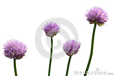 Onion seven-year flower Stock Photo