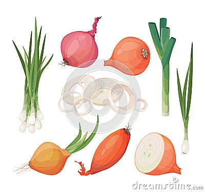 Onion, shallot, leek vector icon set. Cartoon drawings of raw vegetables, isolated graphic elements for packaging, menu. Vector Illustration