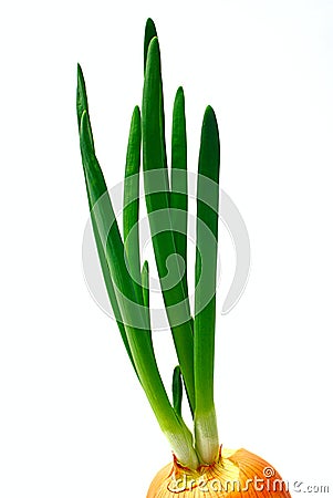 Onion sprouts Stock Photo
