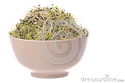 Onion Sprouts in Bowl Isolated Stock Photo