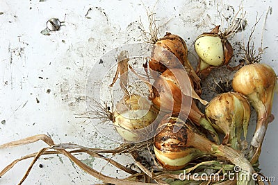 Onion still life outdoors. Bulbs after digging out of the soil Stock Photo