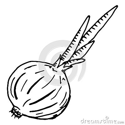 Onion. Vector illustration of onion. Hand drawn bow. Doodle onion vegetable isolated icon Vector Illustration