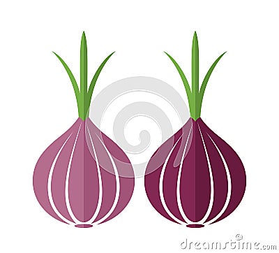 Onion Vector Illustration