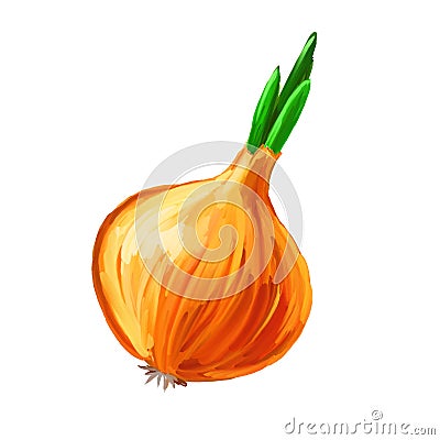 Onion vector illustration hand drawn painted Vector Illustration