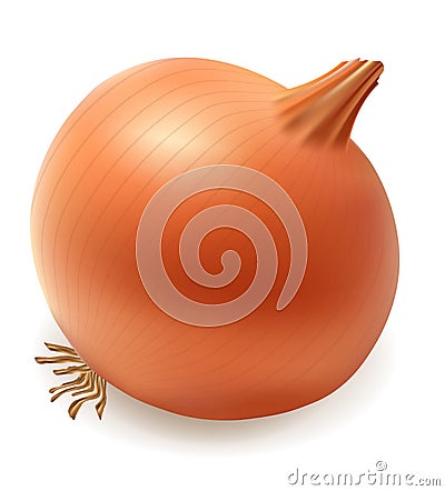 Onion vector illustration Vector Illustration