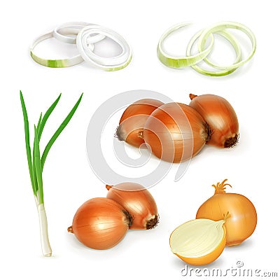 Onion vector illustration Vector Illustration