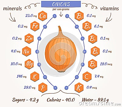 Onion vector infographics. Vector Illustration