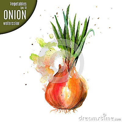 Onion. Watercolor. Vector Illustration