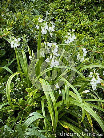 Onion Weed Or Three Cornered Leek Stock Photo